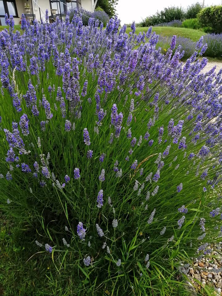 A lush lavender bush with vibrant purple flowers, swaying gently in the breeze against a backdrop of green grass and a building in the distance.